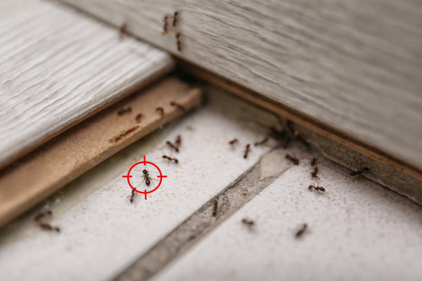 Best Ant Control Services  in Banner Hill, TN