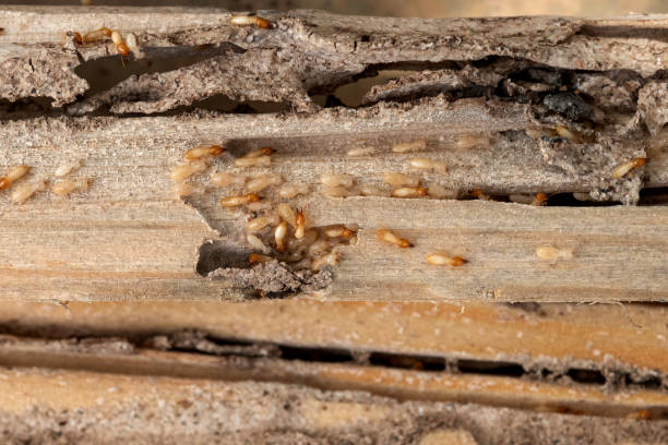 Best Wildlife Control Services  in Banner Hill, TN